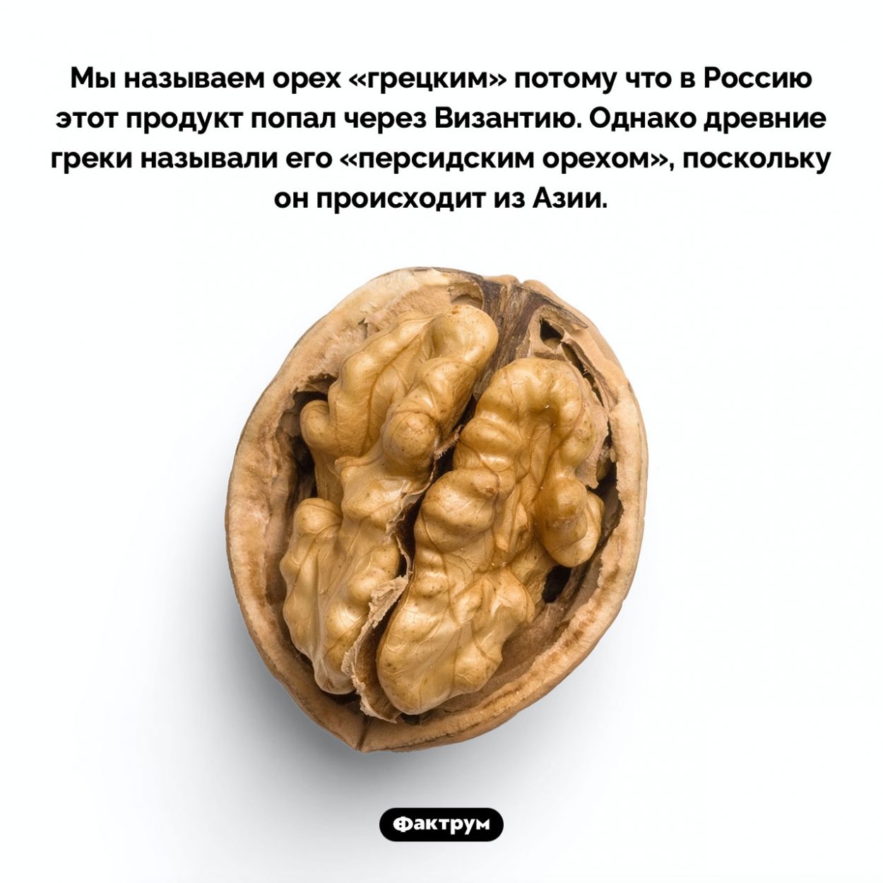 Почему орех «грецкий». Мы называем орех «грецким» потому что в Россию этот продукт попал через Византию. Однако древние греки называли его «персидским орехом», поскольку он происходит из Азии.