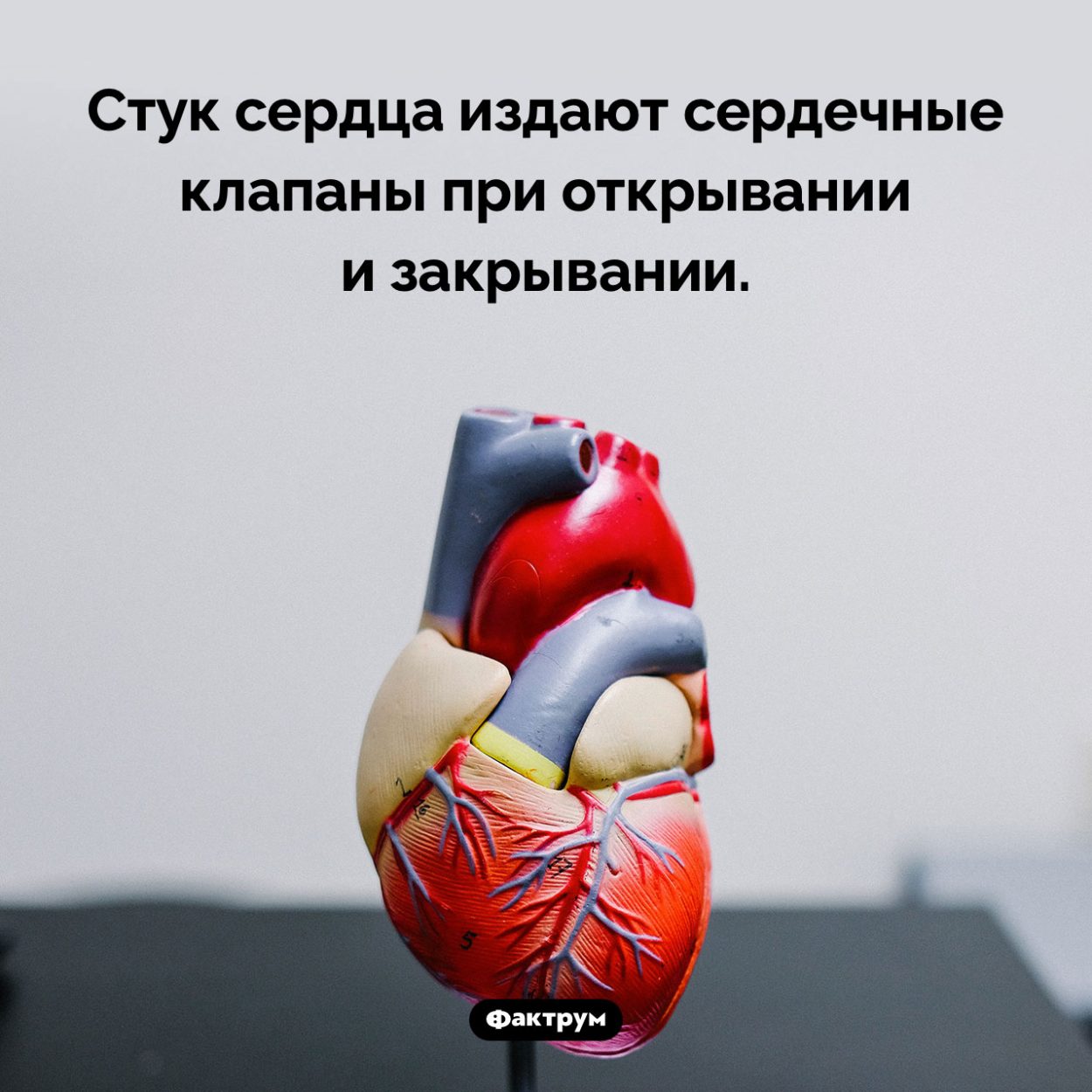 Почему сердце стучит. Стук сердца издают сердечные клапаны при открывании и закрывании.