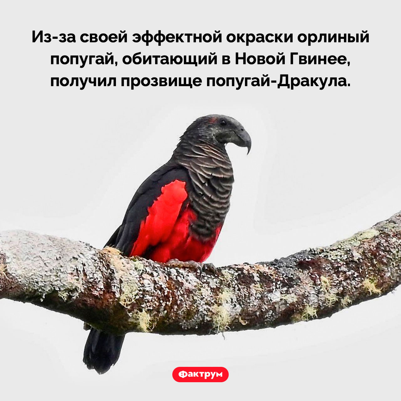 Попугай-Дракула