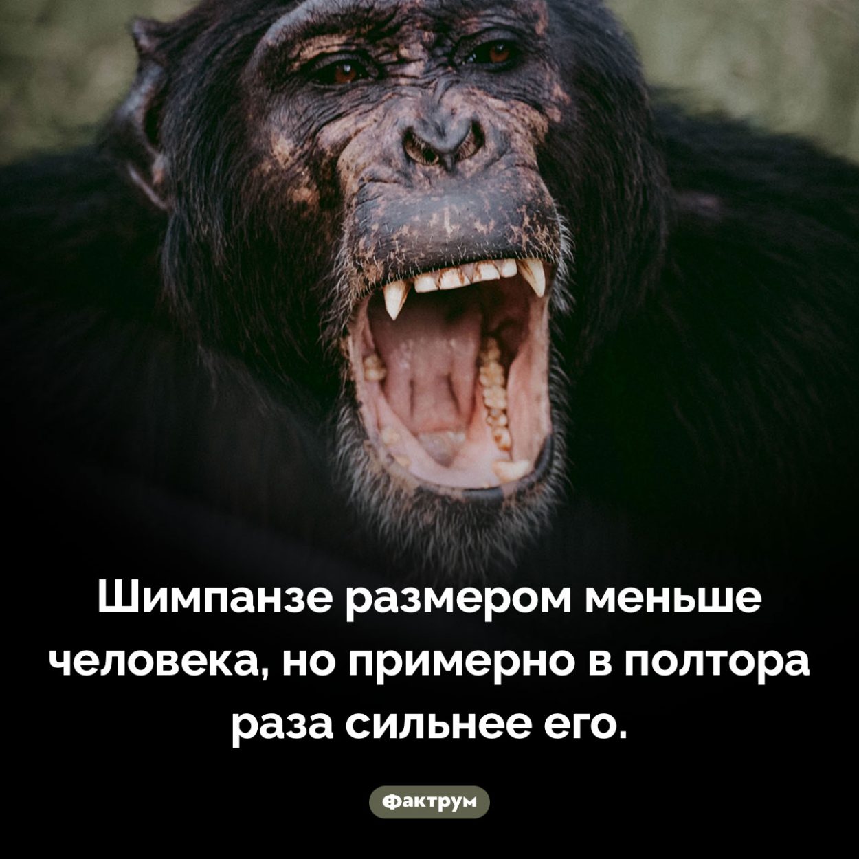 Сила шимпанзе. Шимпанзе размером меньше человека, но примерно в полтора раза сильнее его.