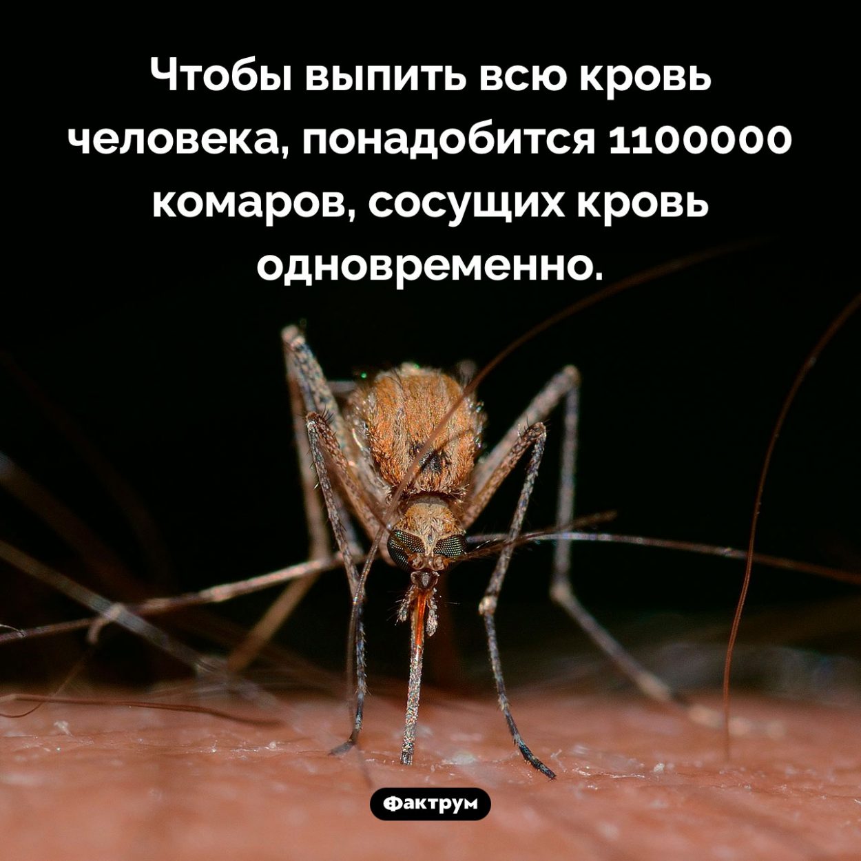 Сколько нужно комаров, чтобы выпить всю кровь человека. Чтобы выпить всю кровь человека, понадобится 1 100 000 комаров, сосущих кровь одновременно.