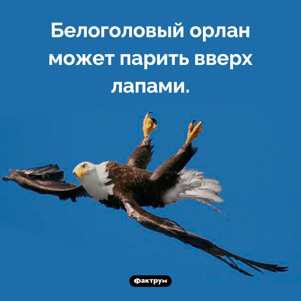 Удивительная способность белоголового орлана