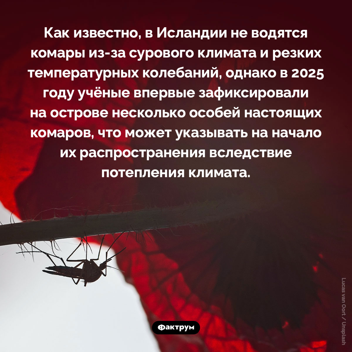 В Исландии почти нет комаров. Как известно, в Исландии не водятся комары из-за сурового климата и резких температурных колебаний, однако в 2025 году учёные впервые зафиксировали на острове несколько особей настоящих комаров, что может указывать на начало их распространения вследствие потепления климата.