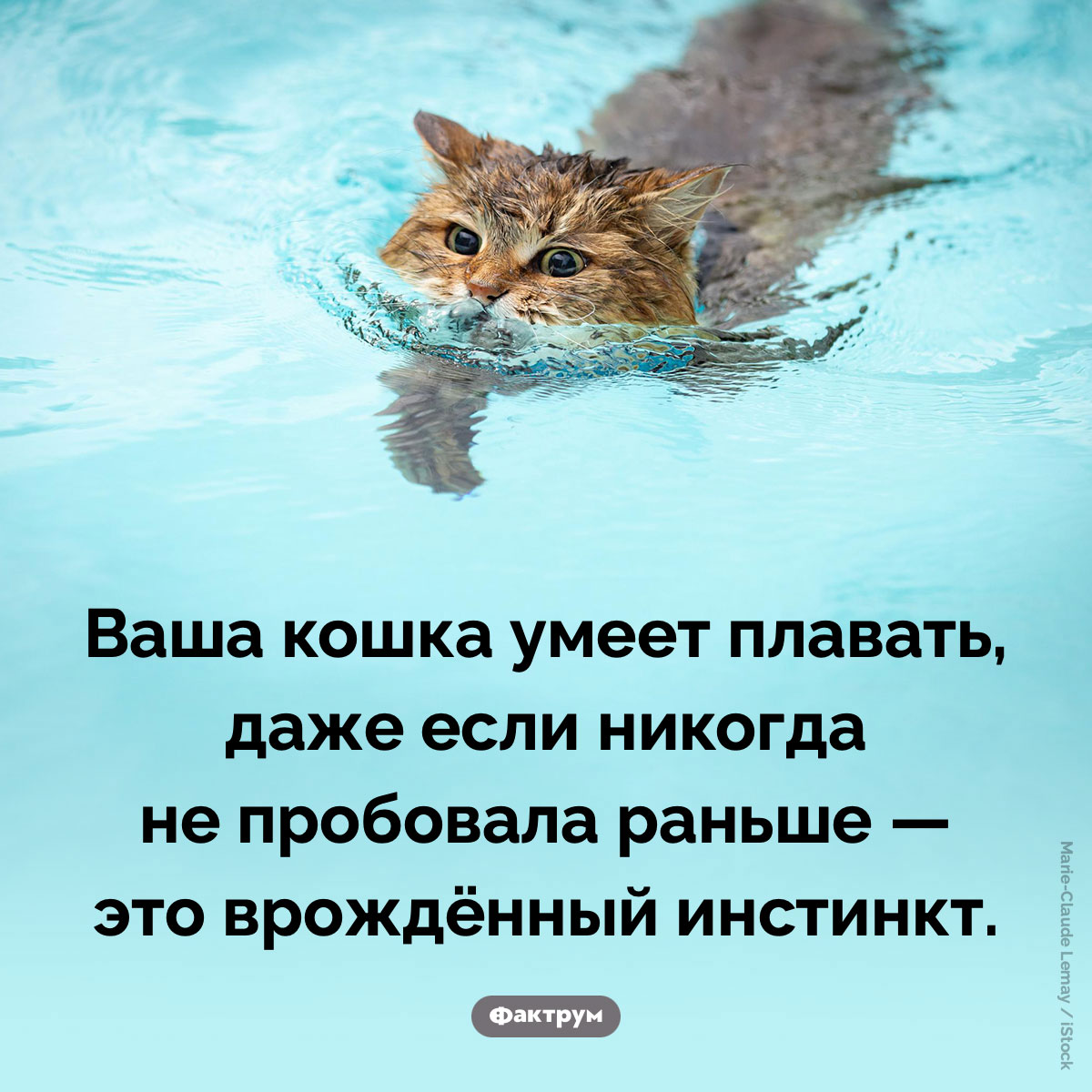 Все кошки умеют плавать. Ваша кошка умеет плавать, даже если никогда не пробовала раньше — это врождённый инстинкт.