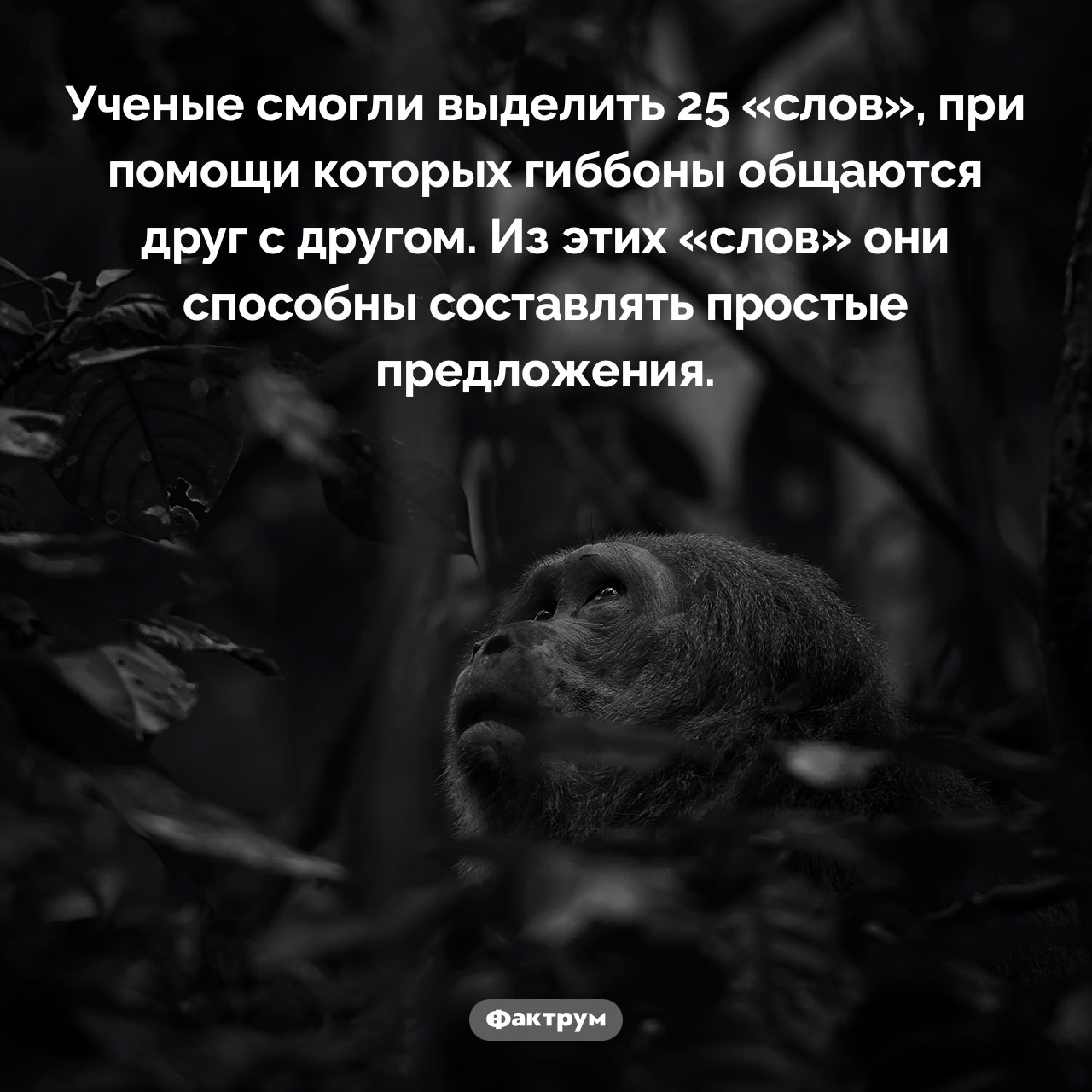 Язык гиббонов