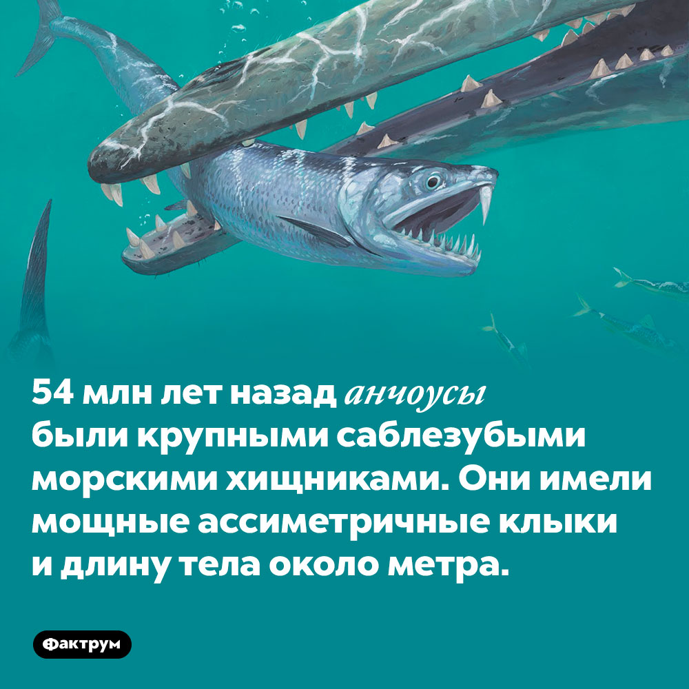 Саблезубые анчоусы. 54 млн лет назад анчоусы были крупными саблезубыми морскими хищниками. Они имели мощные ассиметричные клыки и длину тела около метра.