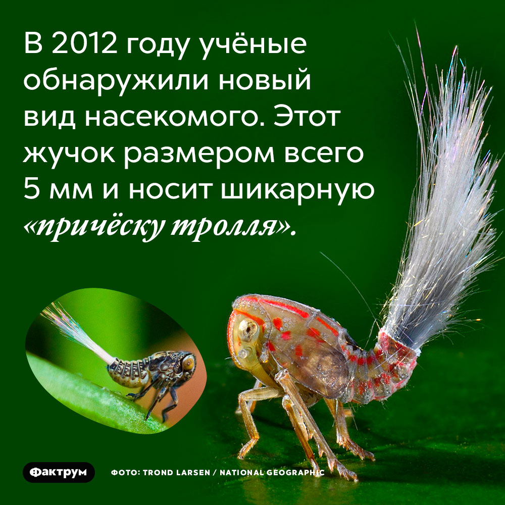 В 2012 году учёные обнаружили новый вид насекомого. Этот жучок размером всего 5 мм и носит шикарную «причёску тролля». 