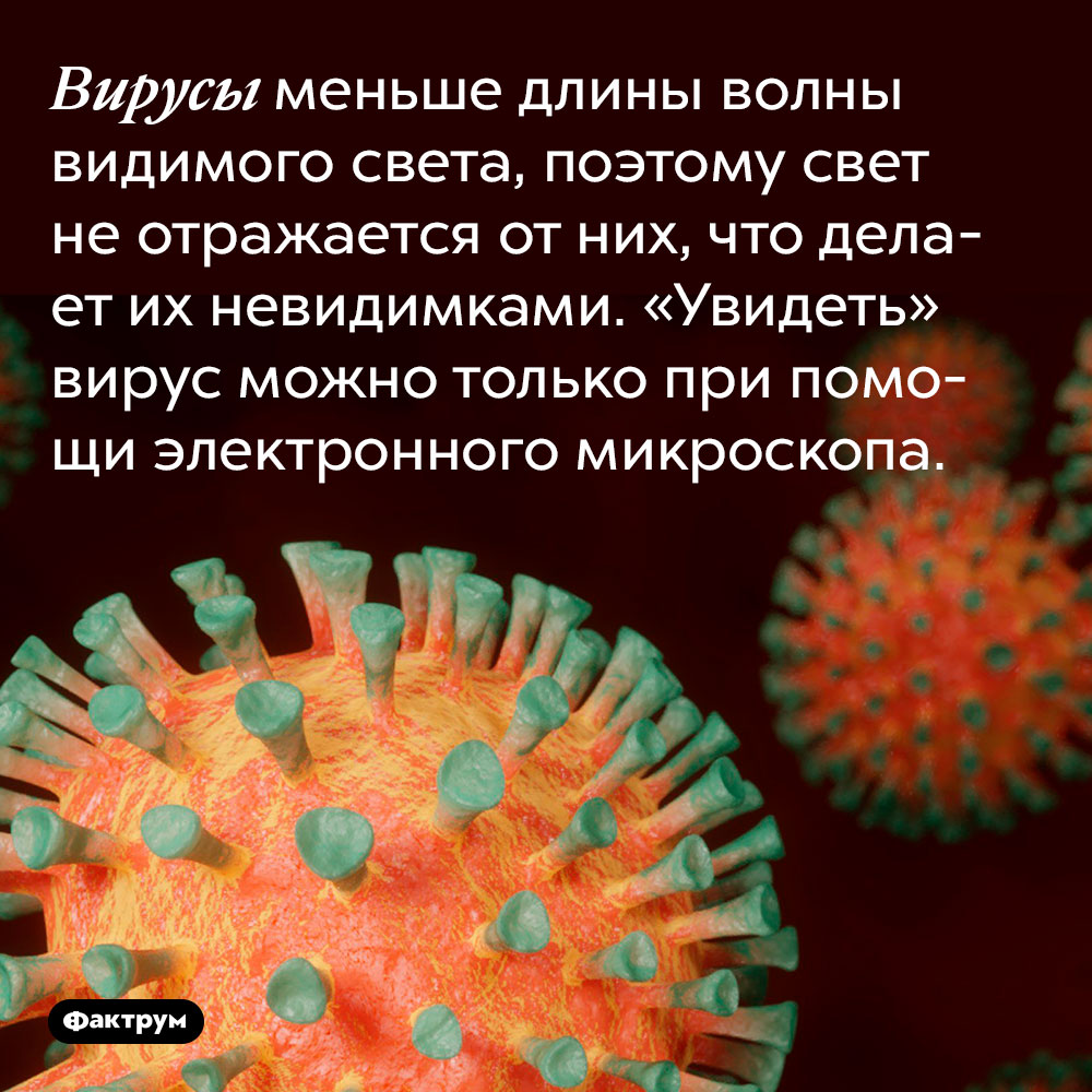 Вирусы меньше длины волны видимого света, поэтому свет не отражается от них, что делает их невидимками. «Увидеть» вирус можно только при помощи электронного микроскопа.