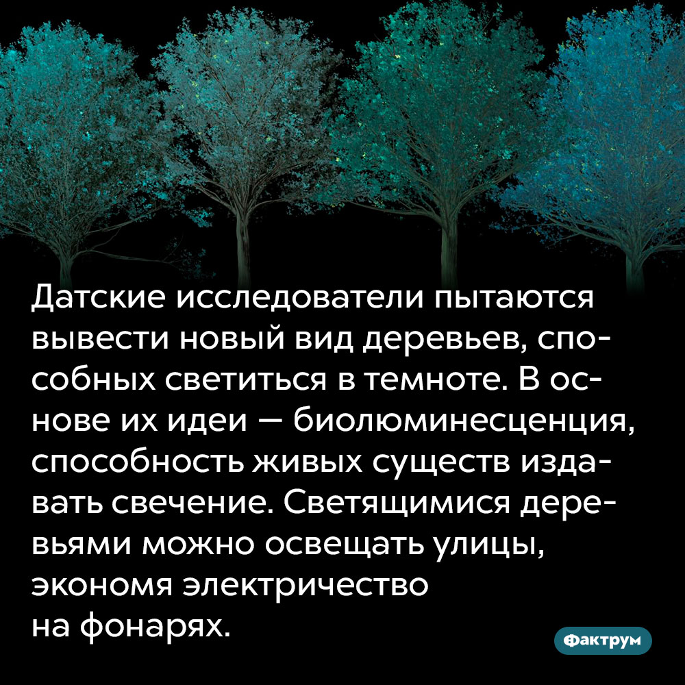 Датские исследователи пытаются вывести новый вид деревьев, способных светиться в темноте. В основе их идеи — биолюминесценция, способность живых существ издавать свечение. Светящимися деревьями можно освещать улицы, экономя электричество на фонарях.