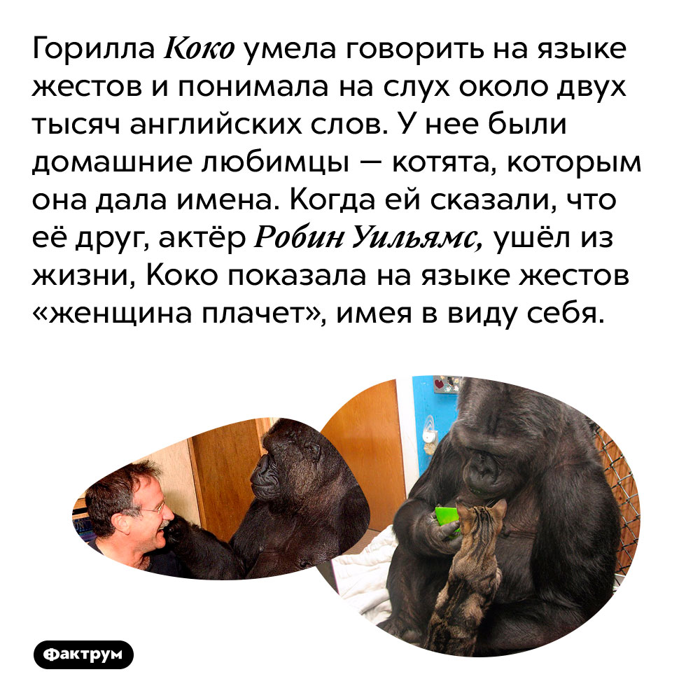 Горилла Коко умела говорить на языке жестов и понимала на слух около двух тысяч английских слов. У нее были домашние любимцы — котята, которым она дала имена. Когда ей сказали, что её друг, актёр Робин Уильямс, ушёл из жизни, Коко показала на языке жестов «женщина плачет», имея в виду себя.