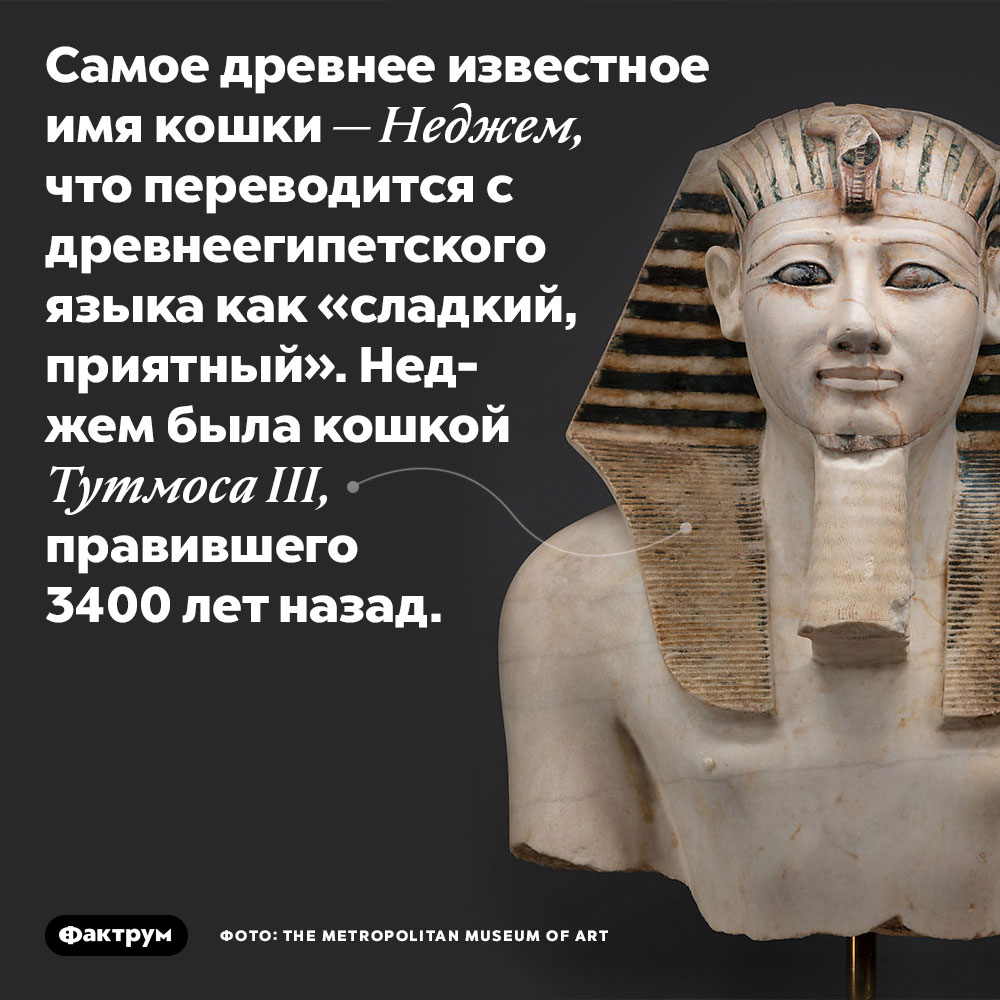 Самое древнее известное имя кошки — Неджем, что переводится с древнеегипетского языка как «сладкий, приятный». Неджем была кошкой Тутмоса III, правившего 3400 лет назад.
