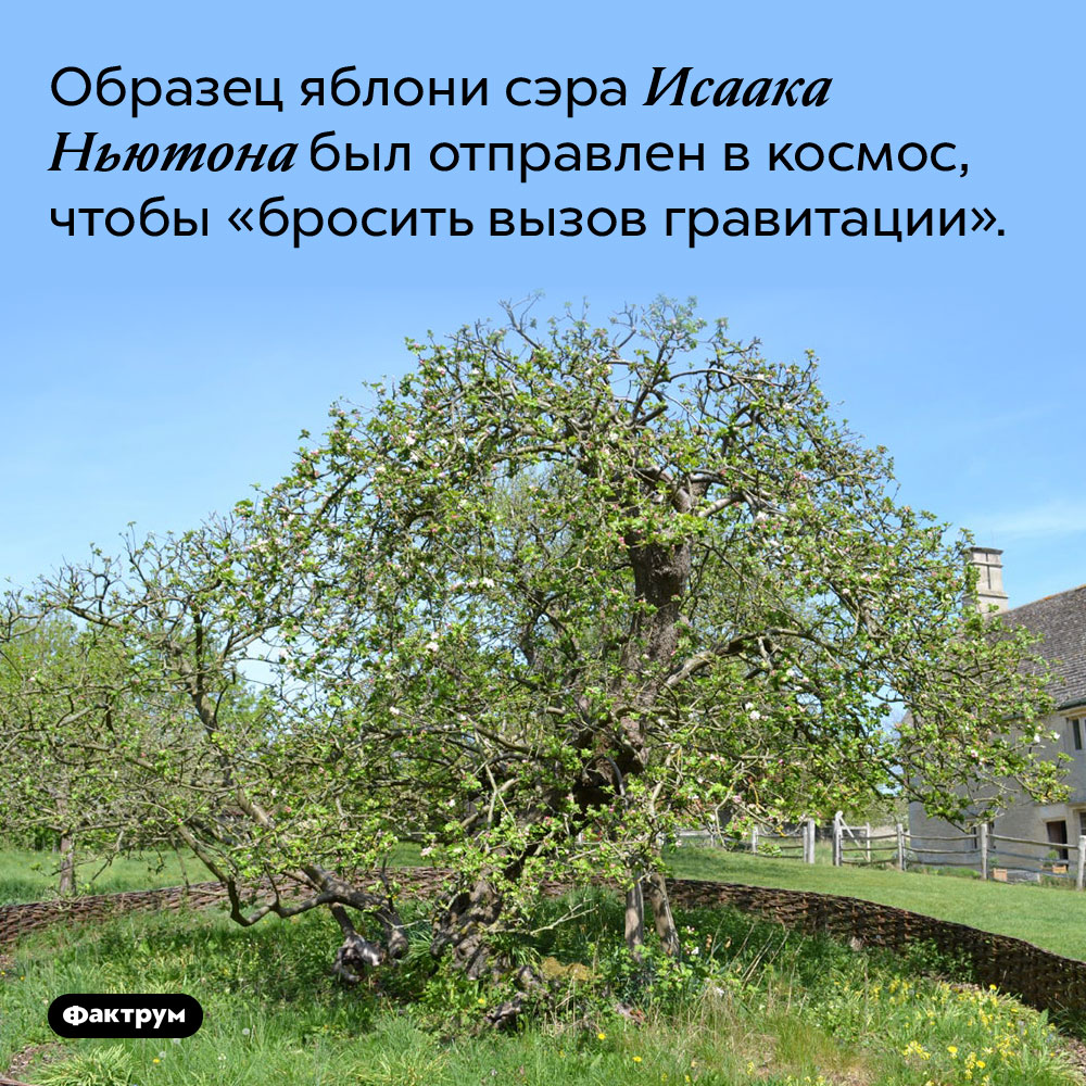 Образец яблони сэра Исаака Ньютона был отправлен в космос, чтобы «бросить вызов гравитации».