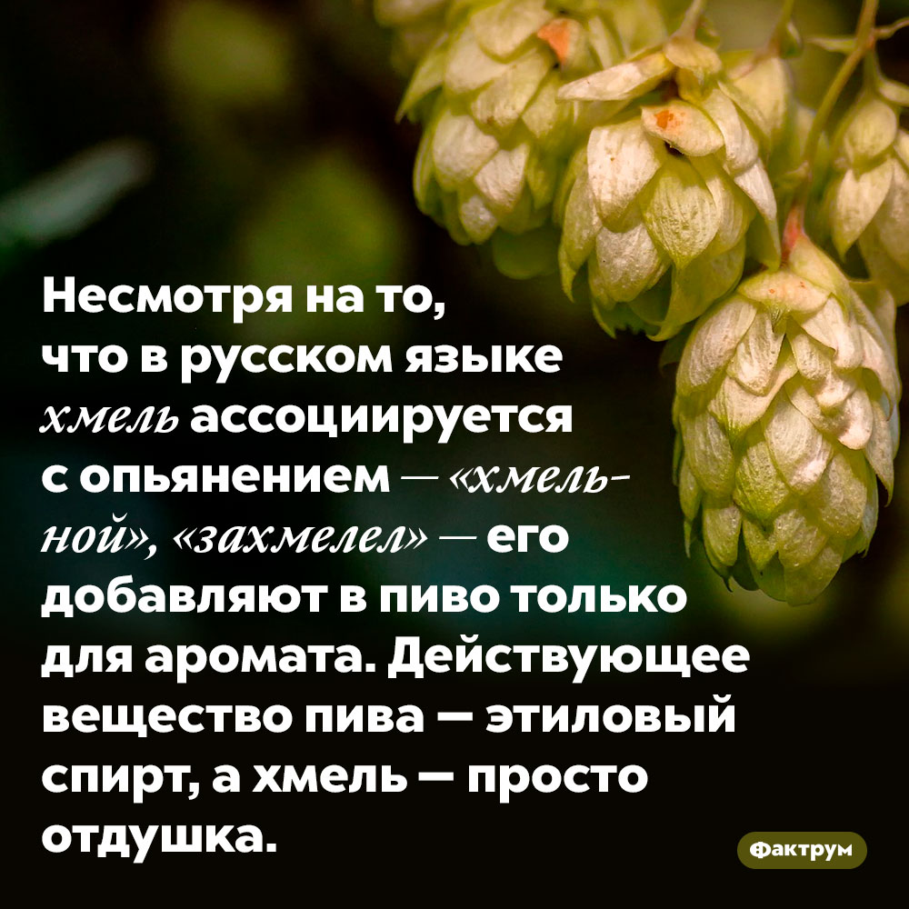 Зачем в пиво добавляют хмель. Несмотря на то, что в русском языке хмель ассоциируется с опьянением — «хмельной», «захмелел» — его добавляют в пиво только для аромата. Действующее вещество пива — этиловый спирт, а хмель — просто отдушка.