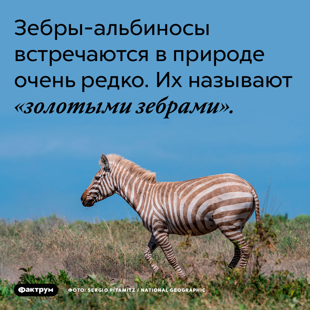 Зебры-альбиносы встречаются в природе очень редко. Их называют «золотыми зебрами».