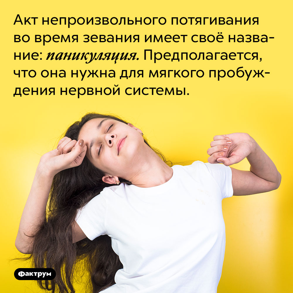 Акт непроизвольного потягивания во время зевания имеет своё название: паникуляция. Предполагается, что она нужна для мягкого пробуждения нервной системы.