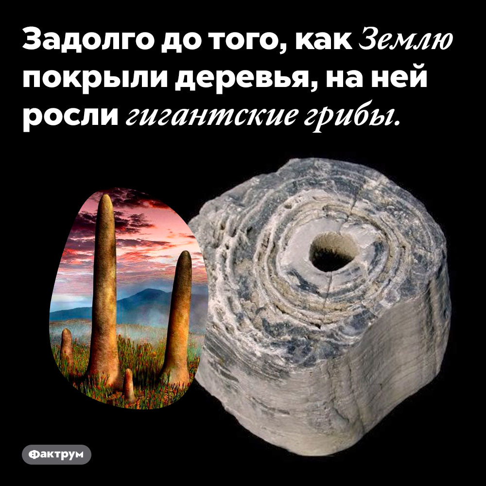Задолго до того, как Землю покрыли деревья, на ней росли гигантские грибы.