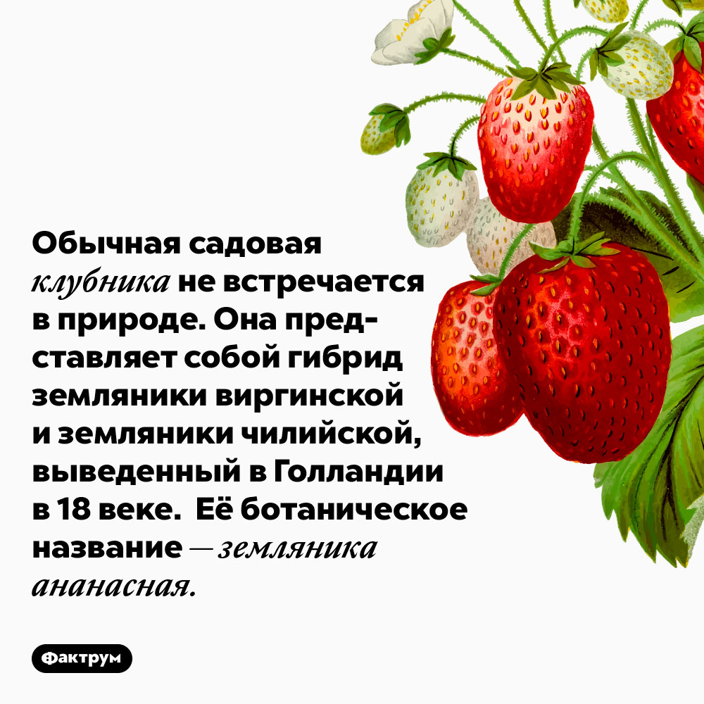 Проект про клубнику