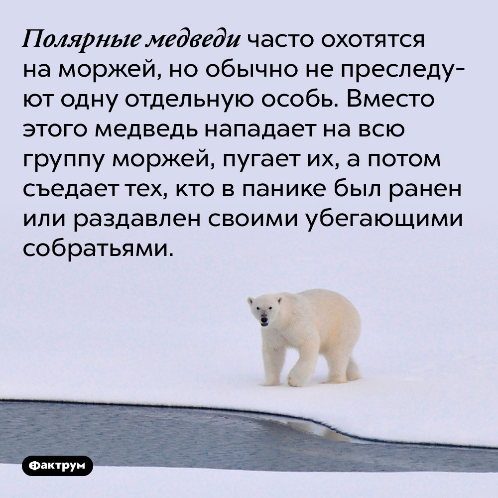 Полярные медведи часто охотятся на моржей, но обычно не преследуют одну отдельную особь. Вместо этого медведь нападает на всю группу моржей, пугает их, а потом съедает тех, кто в панике был ранен или раздавлен своими убегающими собратьями.
