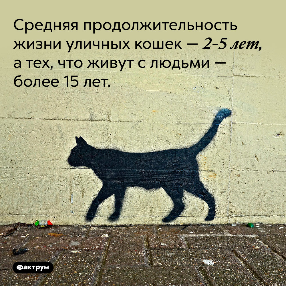 Средняя продолжительность жизни уличных кошек — 2-5 лет, а тех, что живут с людьми — более 15 лет.