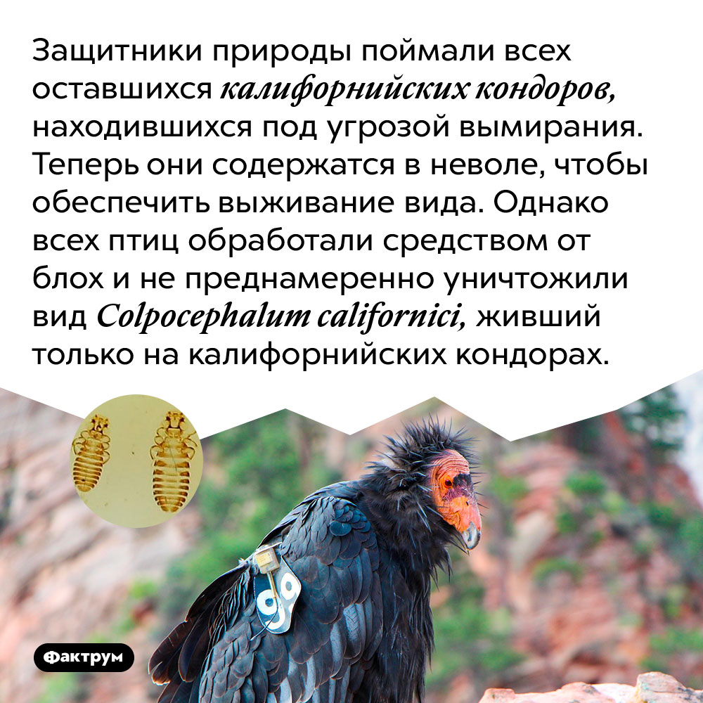 Защитники природы поймали всех оставшихся калифорнийских кондоров, находившихся под угрозой вымирания. Теперь они содержатся в неволе, чтобы обеспечить выживание вида. Однако всех птиц обработали средством от блох и непреднамеренно уничтожили вид Colpocephalum californici, живший только на калифорнийских кондорах.