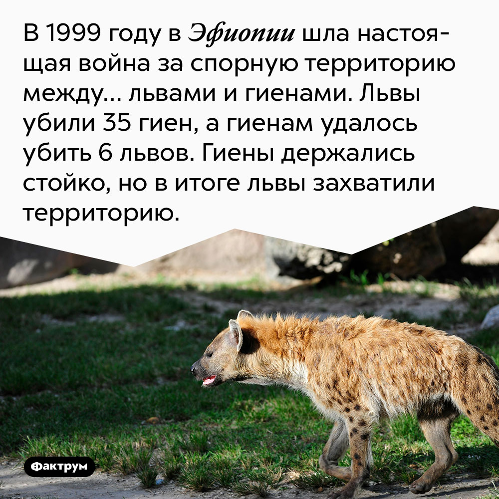 В 1999 году в Эфиопии шла настоящая война за спорную территорию между… львами и гиенами. <p>В 1999 году в Эфиопии шла настоящая война за спорную территорию между львами и гиенами. Львы убили 35 гиен, а гиенам удалось убить 6 львов. Гиены держались стойко, но в итоге львы захватили территорию.</p>