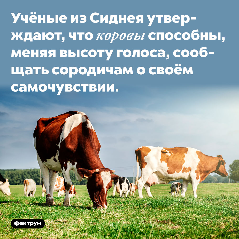 Учёные из Сиднея утверждают, что коровы способны, меняя высоту голоса, сообщать сородичам о своём самочувствии.