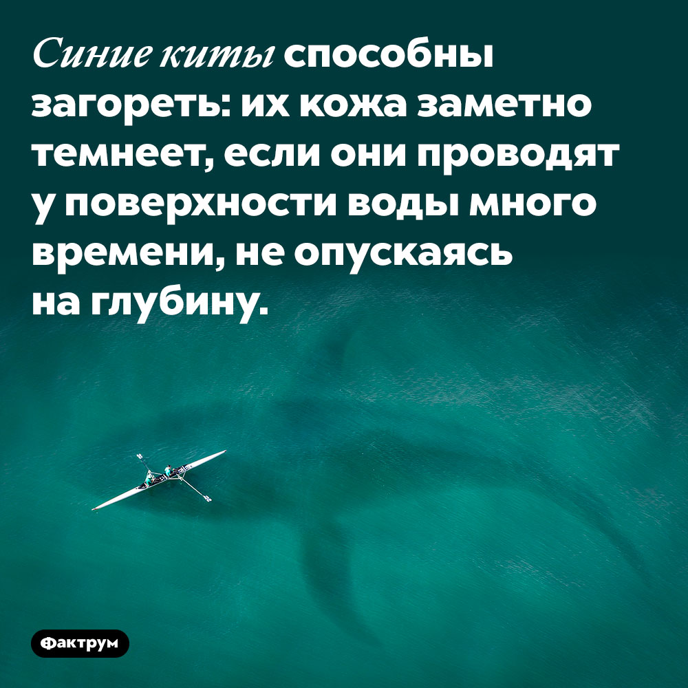 Синие киты способны загореть: их кожа заметно темнеет, если они проводят у поверхности воды много времени, не опускаясь на глубину. 