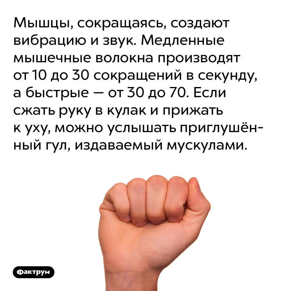 Мышцы, сокращаясь, создают вибрацию и звук. Медленные мышечные волокна производят от 10 до 30 сокращений в секунду, а быстрые — от 30 до 70. Если сжать руку в кулак и прижать к уху, можно услышать приглушённый гул, издаваемый мускулами.