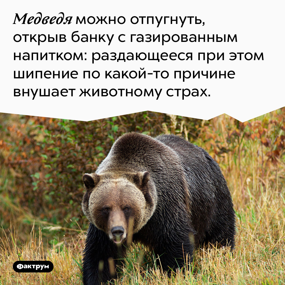 Медведя можно отпугнуть, открыв банку с газированным напитком: раздающееся при этом шипение по какой-то причине внушает животному страх. 