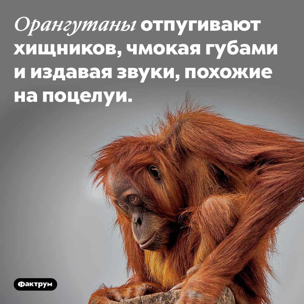 Орангутаны отпугивают хищников, чмокая губами и издавая звуки, похожие на поцелуи.