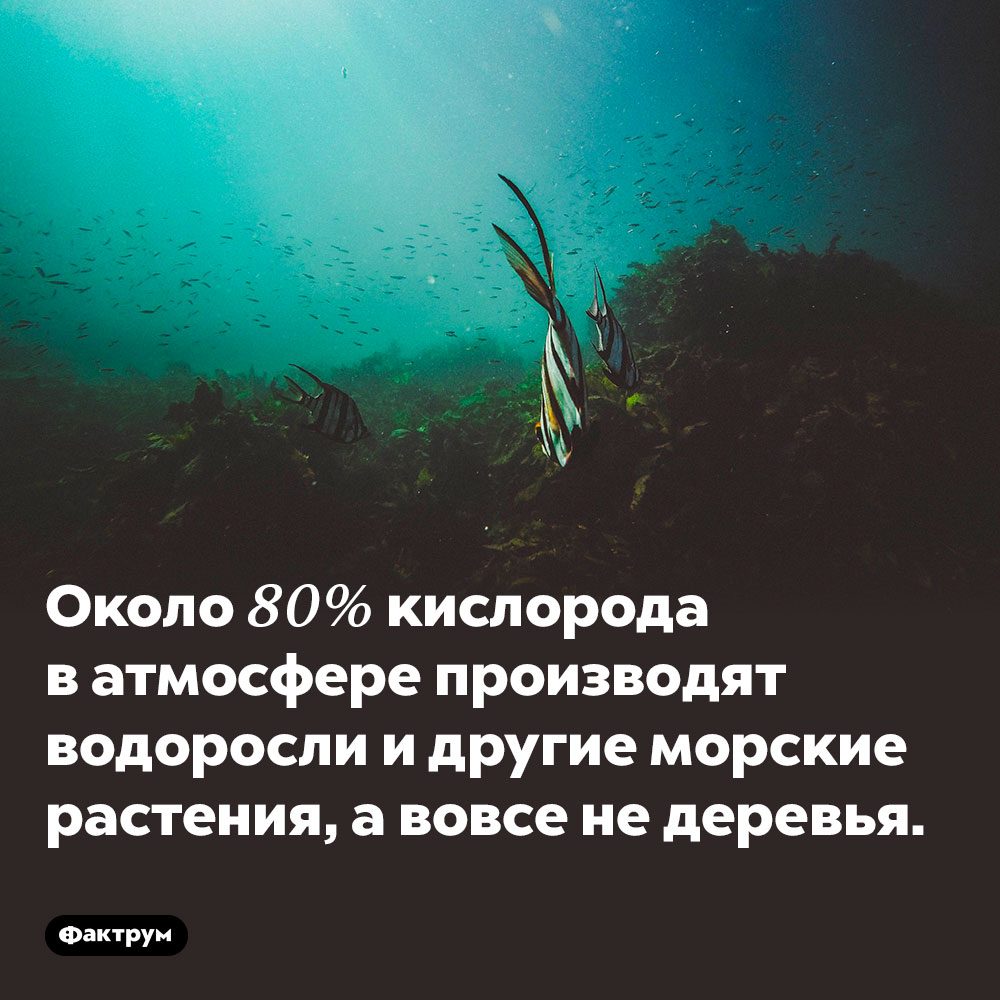 Около 80% кислорода в атмосфере производят водоросли и другие морские растения, а вовсе не деревья.