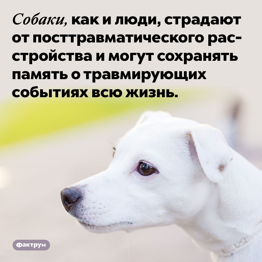 Собаки, как и люди, страдают от посттравматического расстройства и могут сохранять память о травмирующих событиях всю жизнь. 