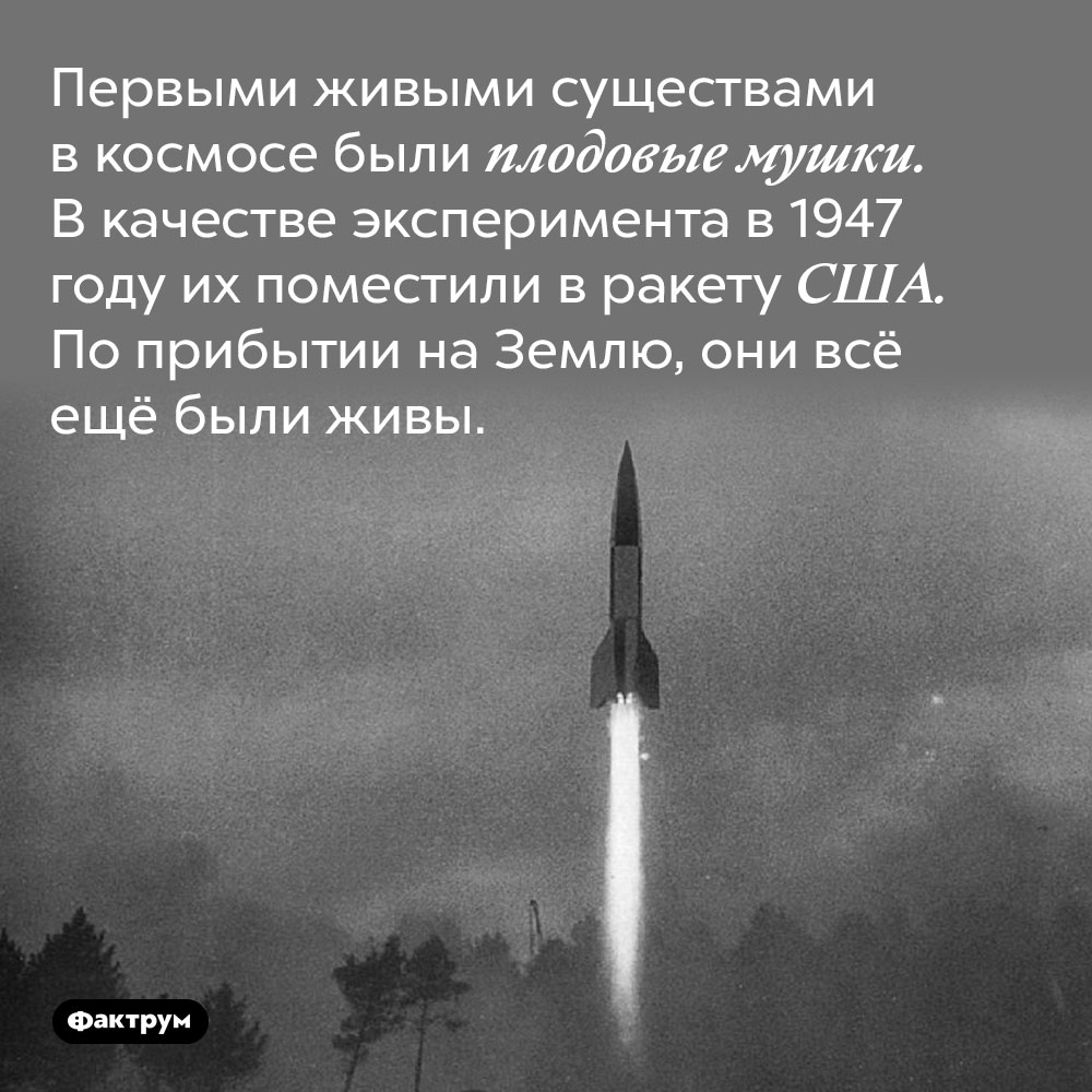 Первые живые существа в космосе. Первыми живыми существами в космосе были плодовые мушки. В качестве эксперимента в 1947 году их поместили в ракету США. По прибытии на Землю, они всё ещё были живы.