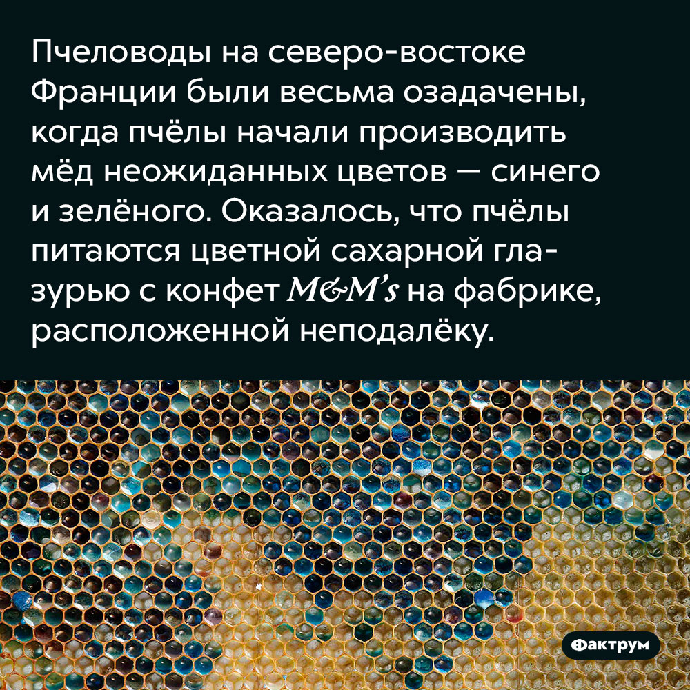 Пчеловоды на северо-востоке Франции были весьма озадачены, когда пчёлы начали производить мёд неожиданных цветов — синего и зелёного. Оказалось, что пчёлы питаются цветной сахарной глазурью с конфет M&M’s на фабрике, расположенной неподалёку.