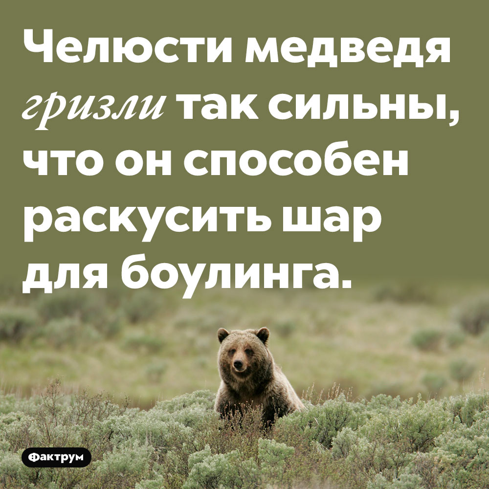Челюсти медведя гризли так сильны, что он способен раскусить шар для боулинга.