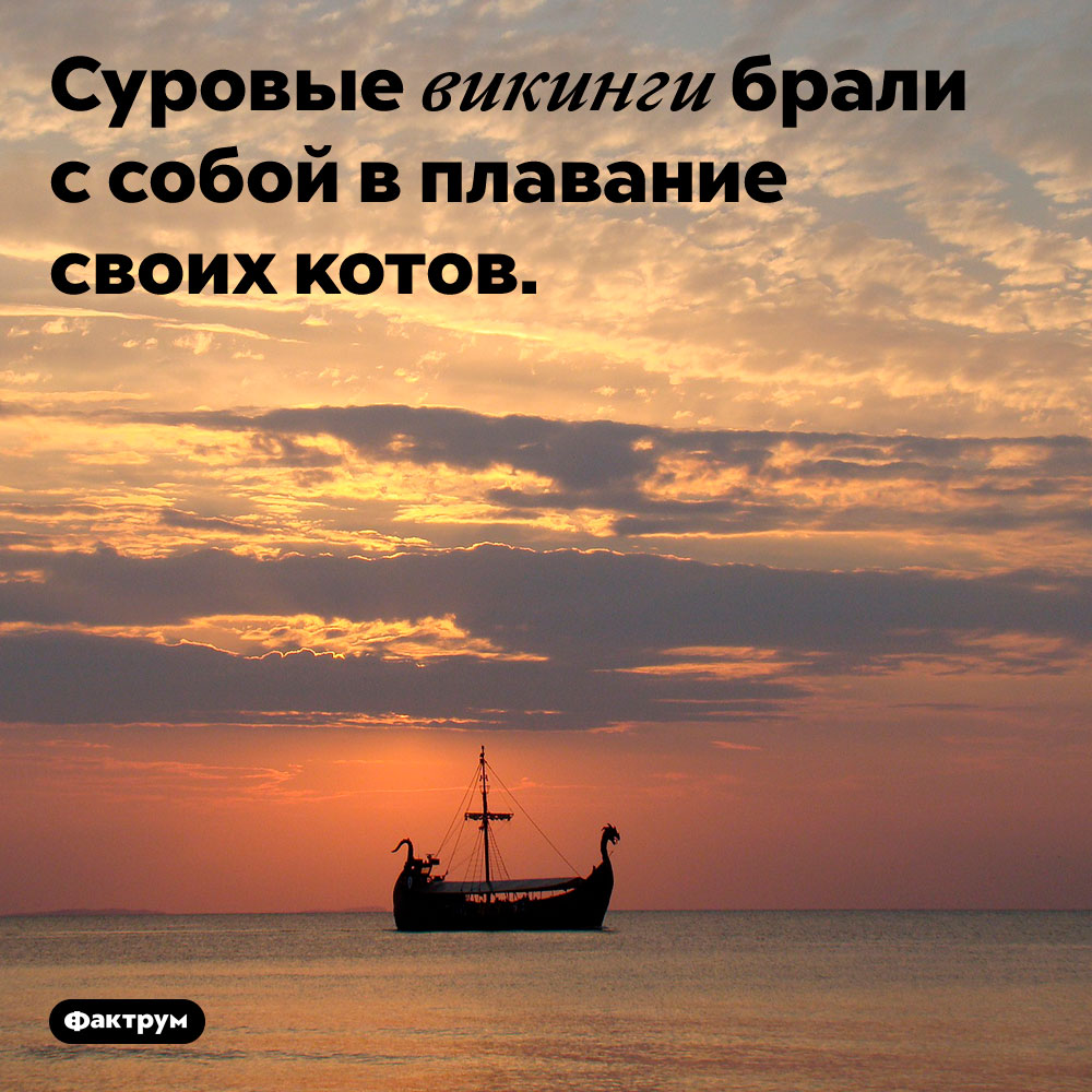 Суровые викинги брали с собой в плавание своих котов.