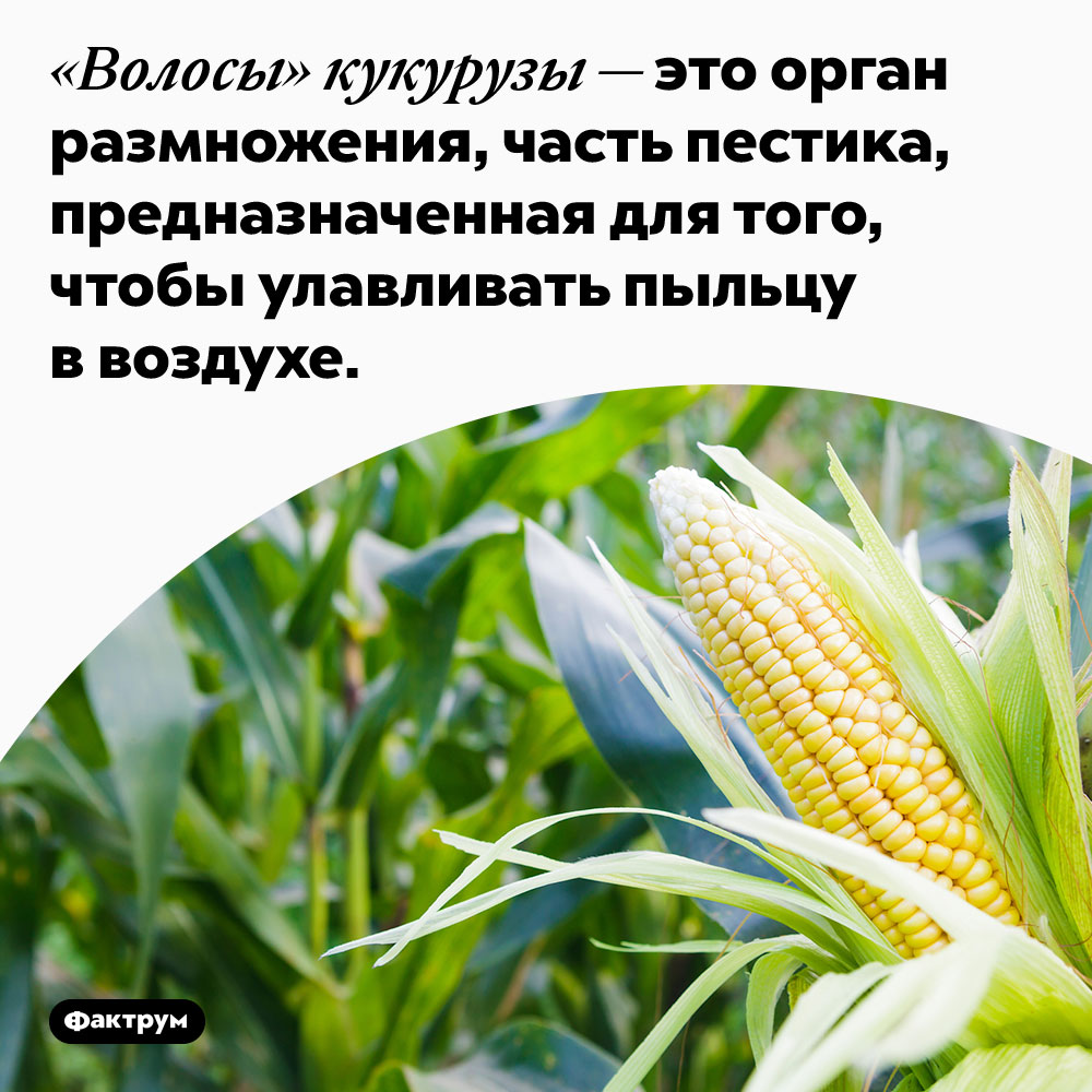 «Волосы» кукурузы — это орган размножения, часть пестика, предназначенная для того, чтобы улавливать пыльцу в воздухе.