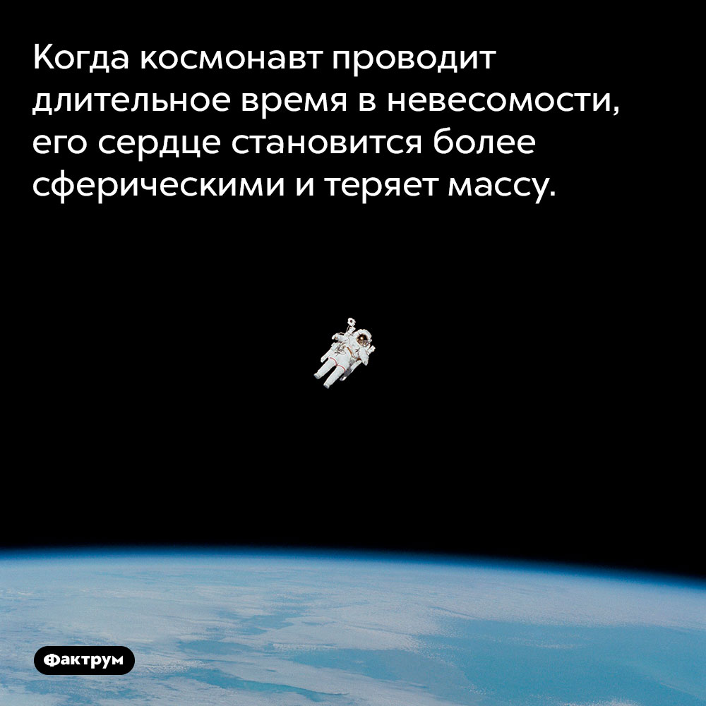 Когда космонавт проводит длительное время в невесомости, его сердце становится более сферическими и теряет массу. 