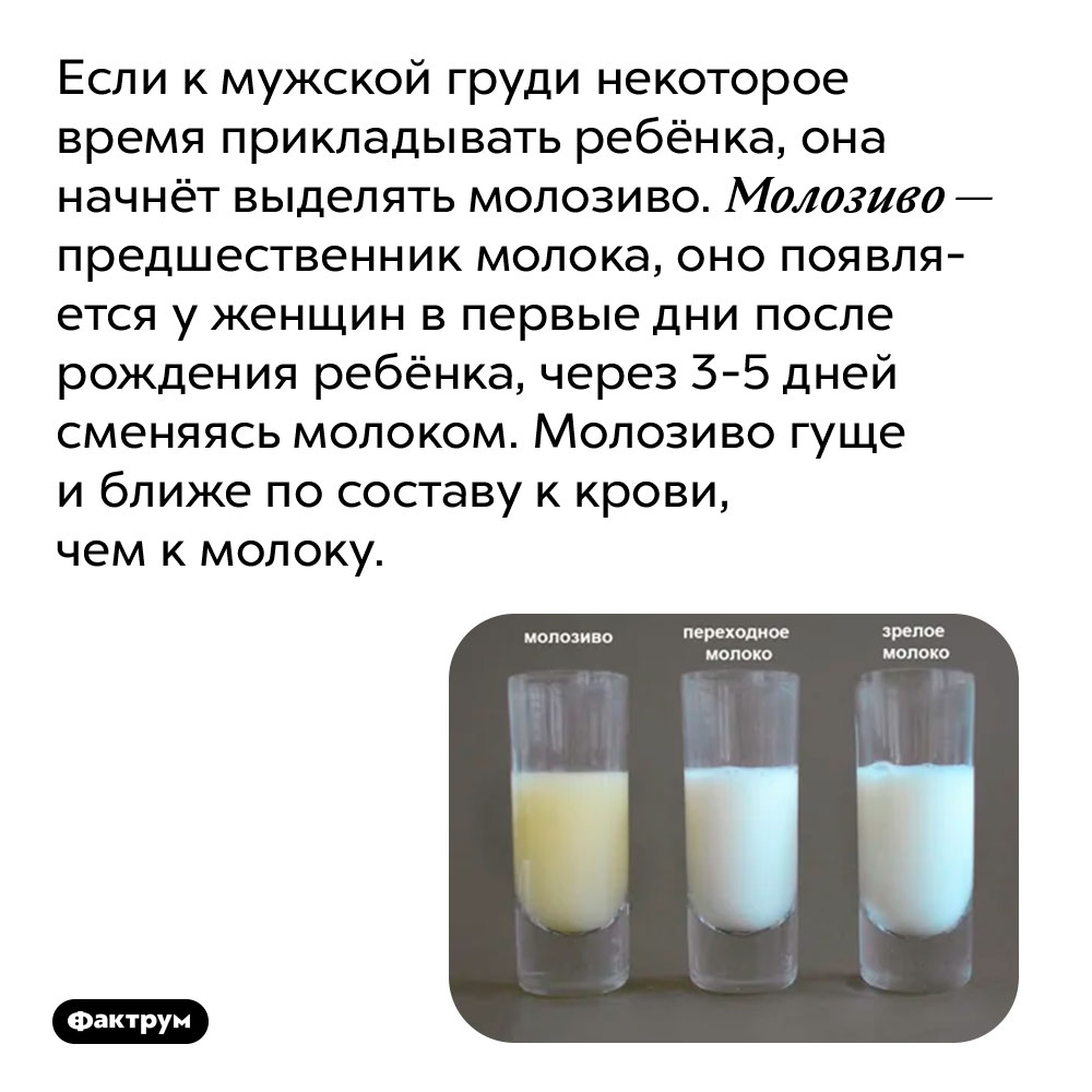 Если к мужской груди некоторое время прикладывать ребёнка, она начнёт выделять молозиво. Молозиво — предшественник молока, оно появляется у женщин в первые дни после рождения ребёнка, через 3-5 дней сменяясь молоком. Молозиво гуще и ближе по составу к крови, чем к молоку.