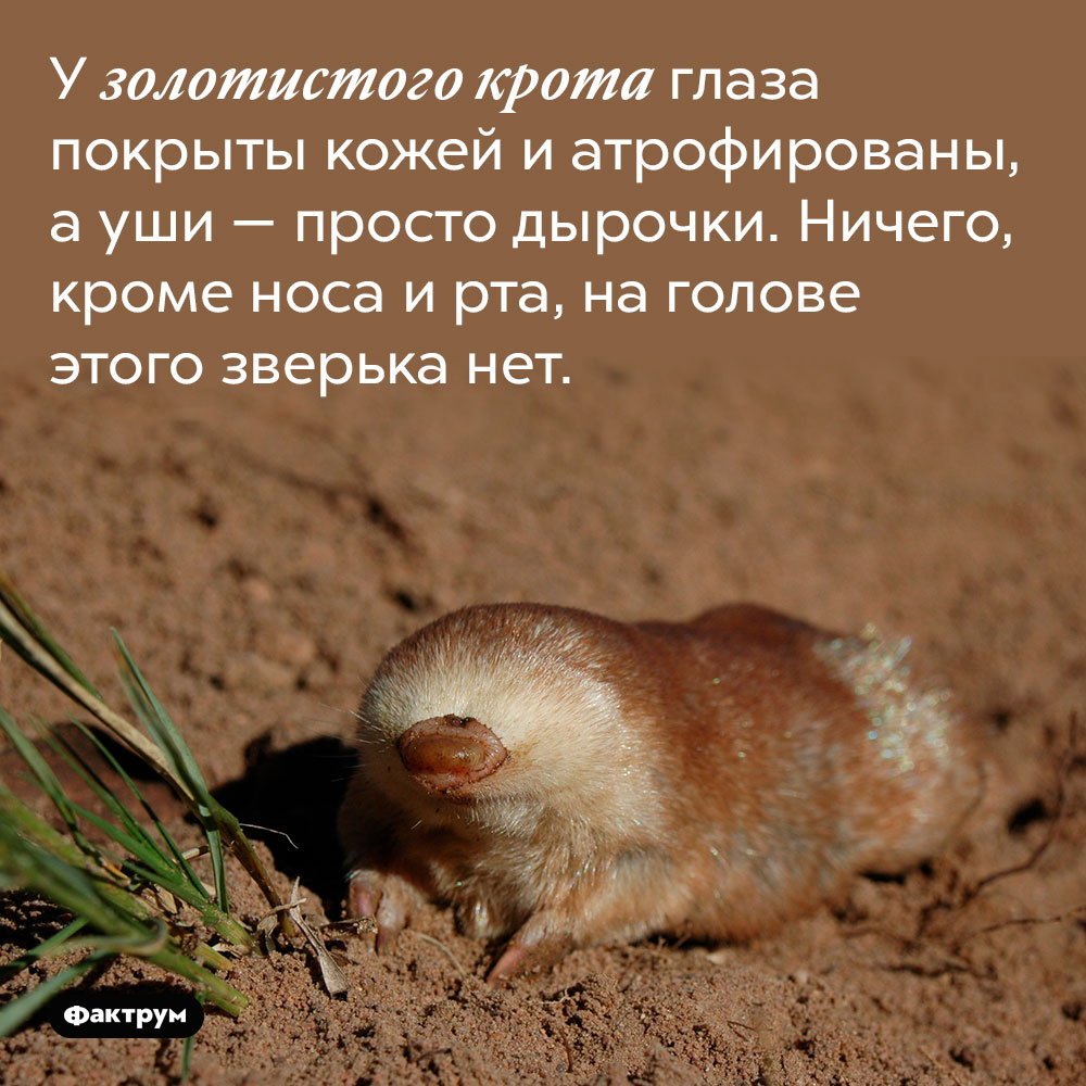 У золотистого крота глаза покрыты кожей и атрофированы, а уши — просто дырочки. Ничего кроме носа и рта, на голове этого зверька нет.