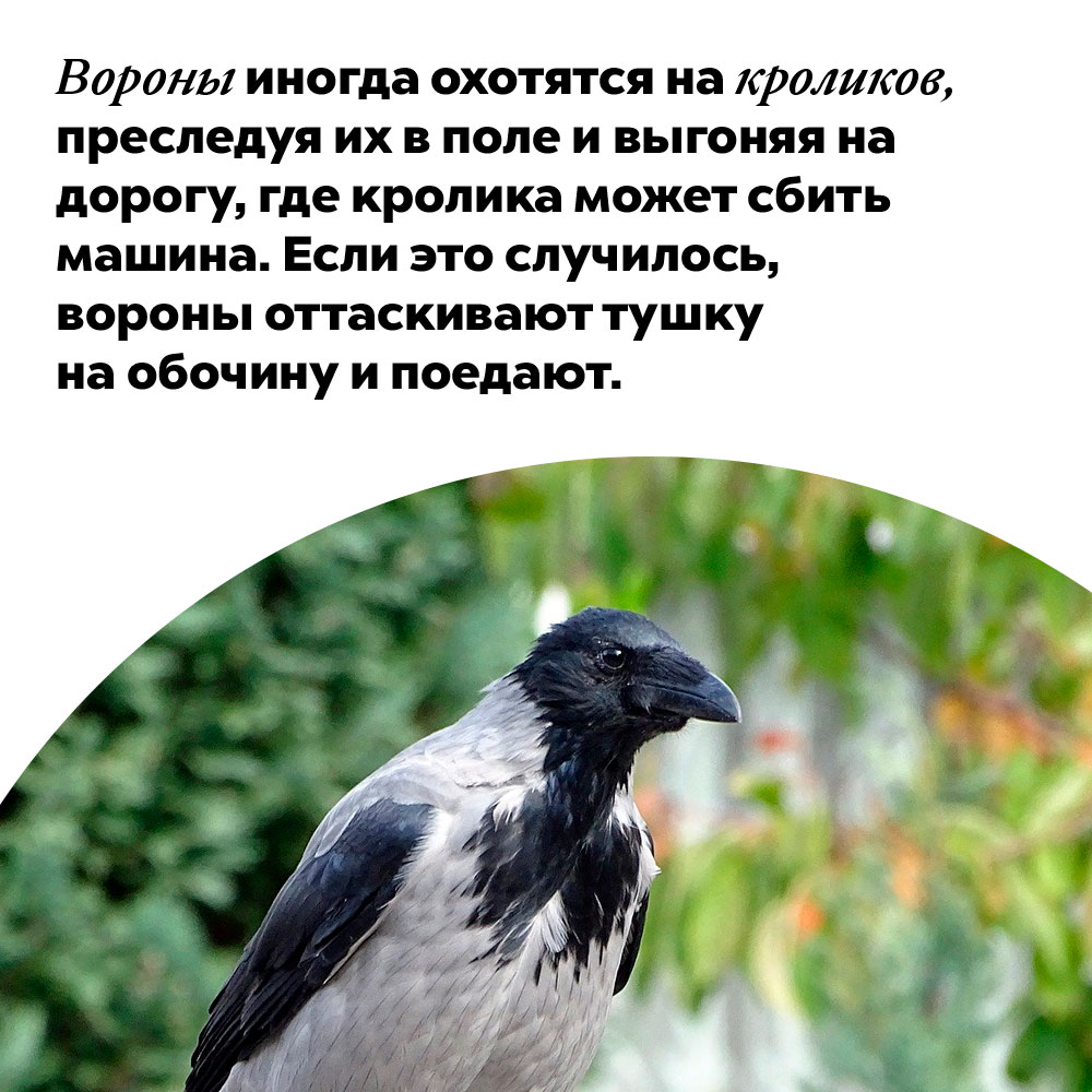 Вороны иногда охотятся на кроликов, преследуя их в поле и выгоняя на дорогу, где кролика может сбить машина. Если это случилось, вороны оттаскивают тушку на обочину и поедают.