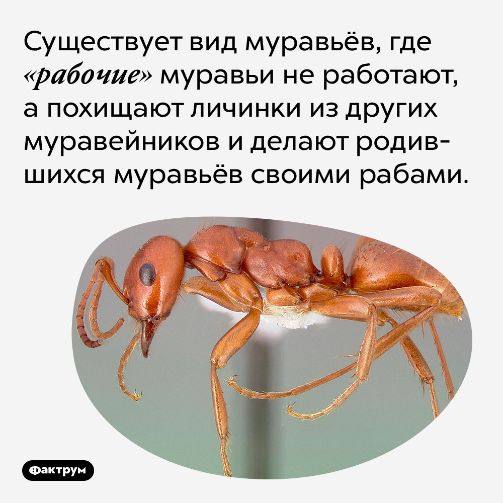 Существует вид муравьёв, где «рабочие» муравьи не работают, а похищают личинки из других муравейников и делают родившихся муравьёв своими рабами.