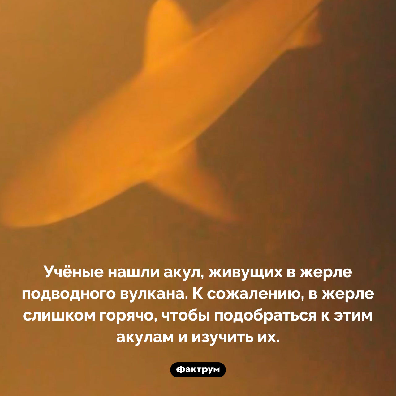Акулы, живущие в жерле вулкана