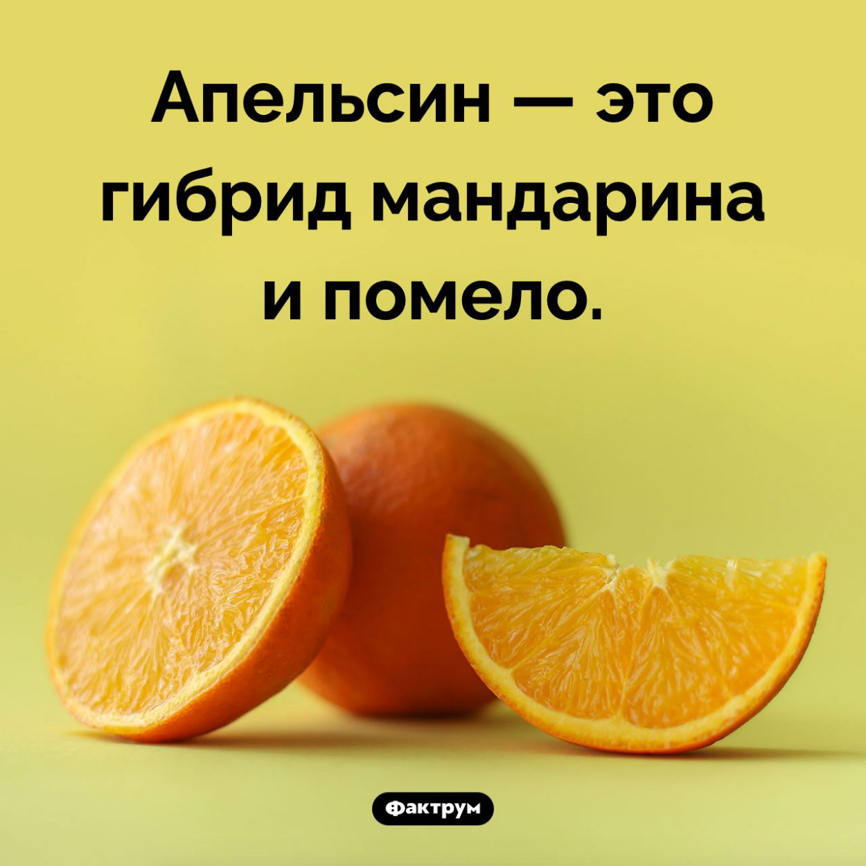 Что такое апельсин. Апельсин — это гибрид мандарина и помело.
