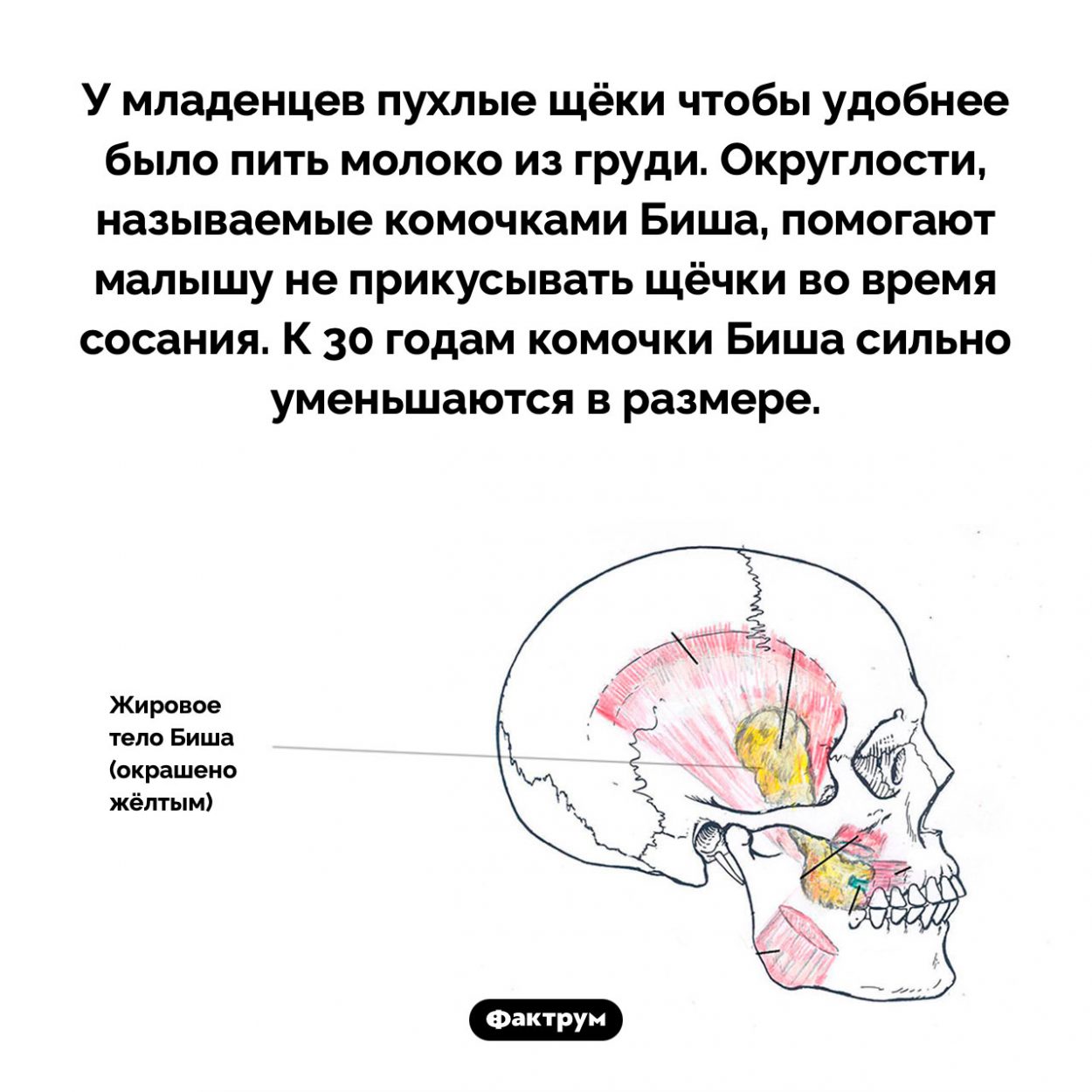 Что такое комочки Биша. У младенцев пухлые щёки чтобы удобнее было пить молоко из груди. Округлости, называемые комочками Биша, помогают малышу не прикусывать щёчки во время сосания. К 30 годам комочки Биша сильно уменьшаются в размере.