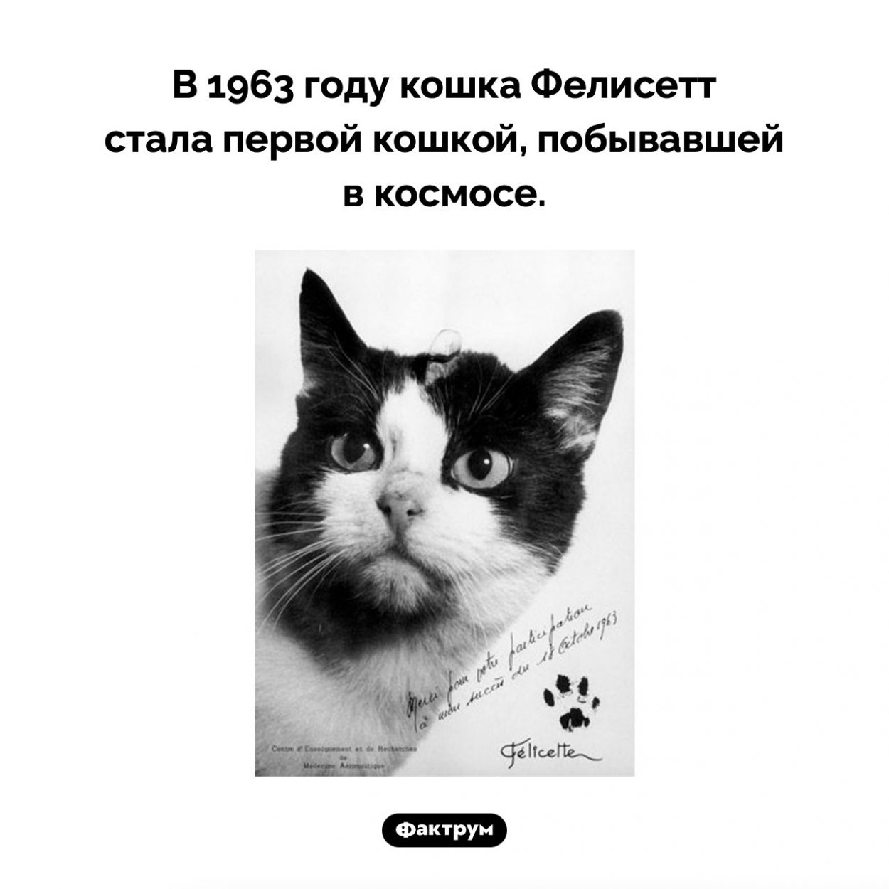 Фелисетт. В 1963 году кошка Фелисетт стала первой кошкой, побывавшей в космосе.