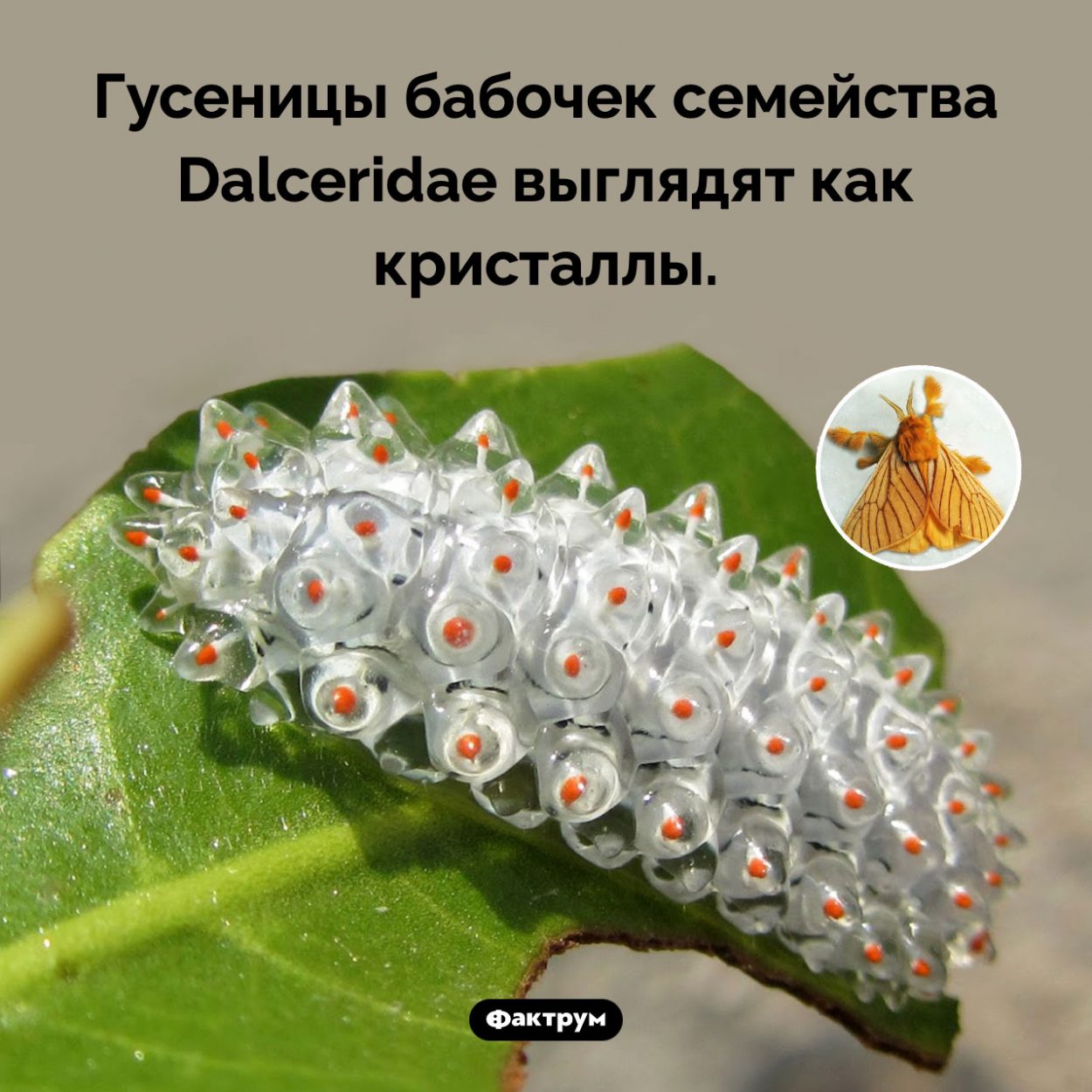 Гусеница-кристалл. Гусеницы бабочек семейства Dalceridae выглядят как кристаллы.