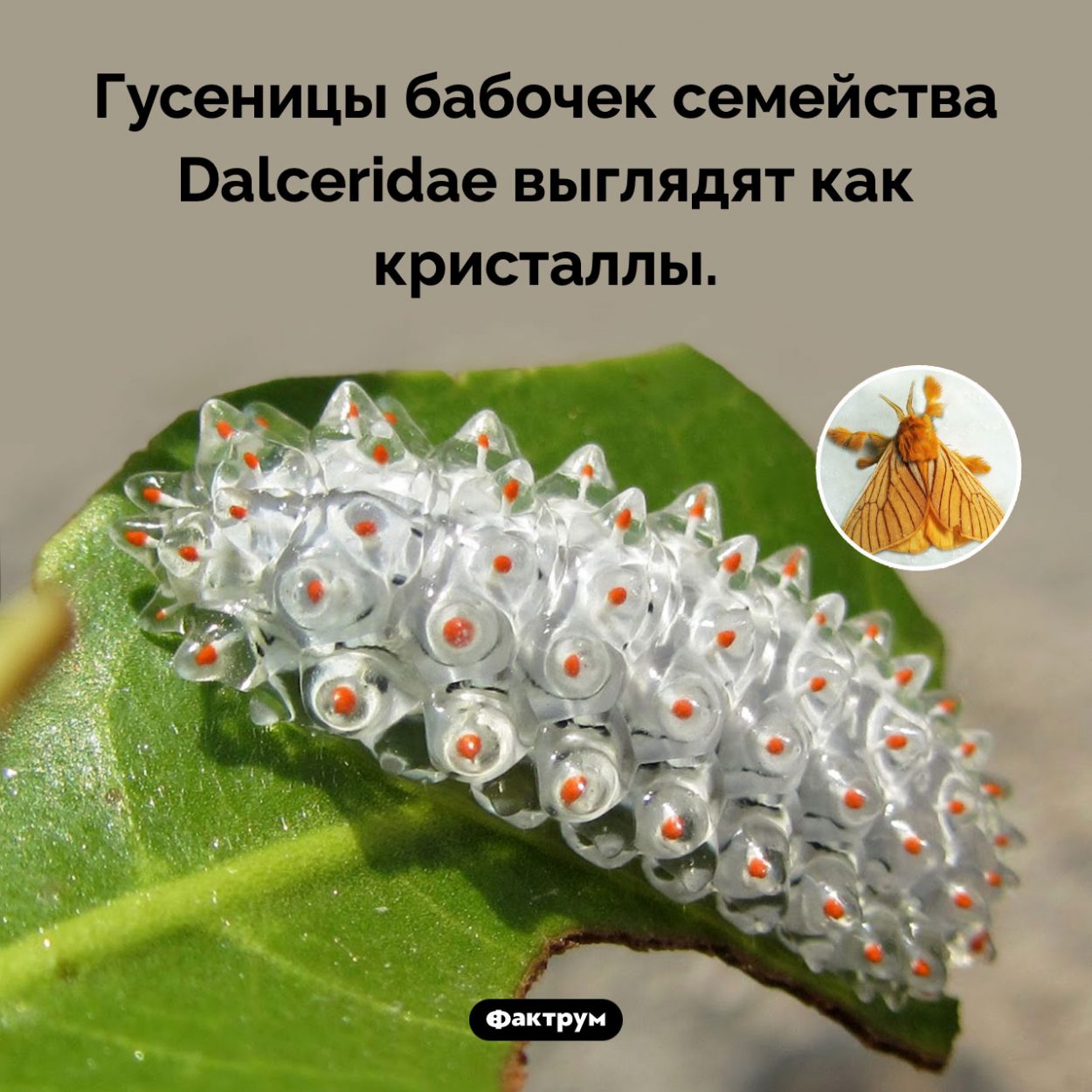 Гусеница-кристалл. Гусеницы бабочек семейства Dalceridae выглядят как кристаллы.
