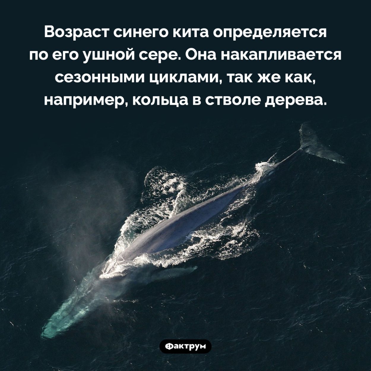 Как определить возраст синего кита. Возраст синего кита определяется по его ушной сере. Она накапливается сезонными циклами, так же как, например, кольца в стволе дерева.