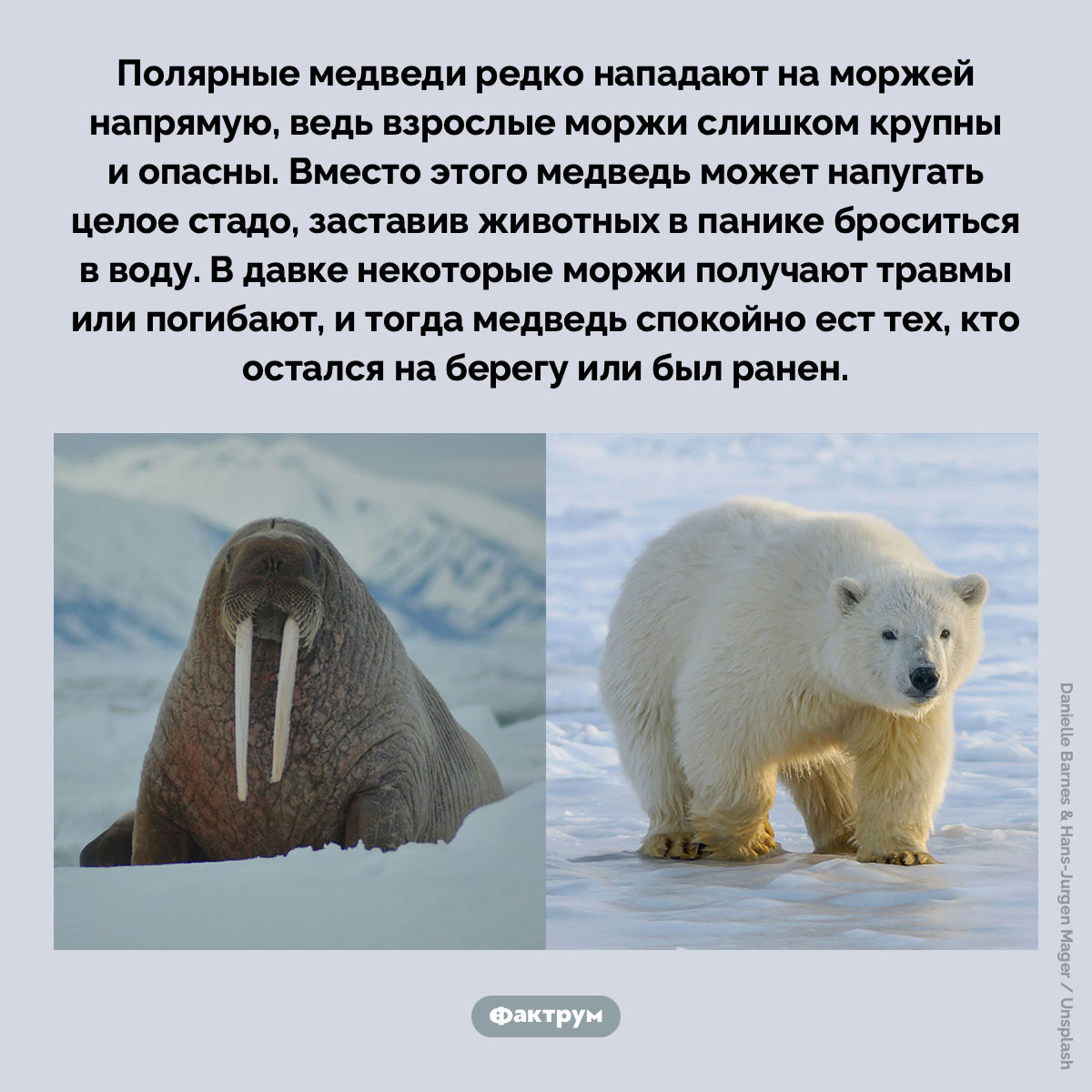 Как полярные медведи охотятся на моржей. Полярные медведи редко нападают на моржей напрямую, ведь взрослые моржи слишком крупны и опасны. Вместо этого медведь может напугать целое стадо, заставив животных в панике броситься в воду. В давке некоторые моржи получают травмы или погибают, и тогда медведь спокойно ест тех, кто остался на берегу или был ранен.